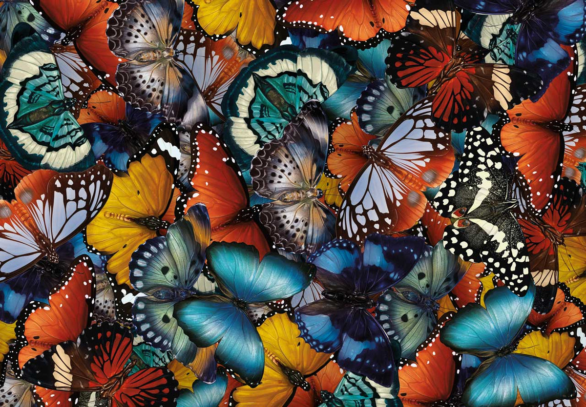 Butterfly-Gathering-