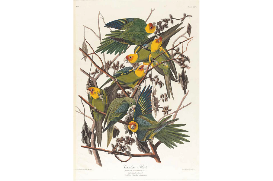 Carolina Parrot by John James Audubon