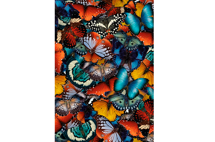 Butterfly Gathering