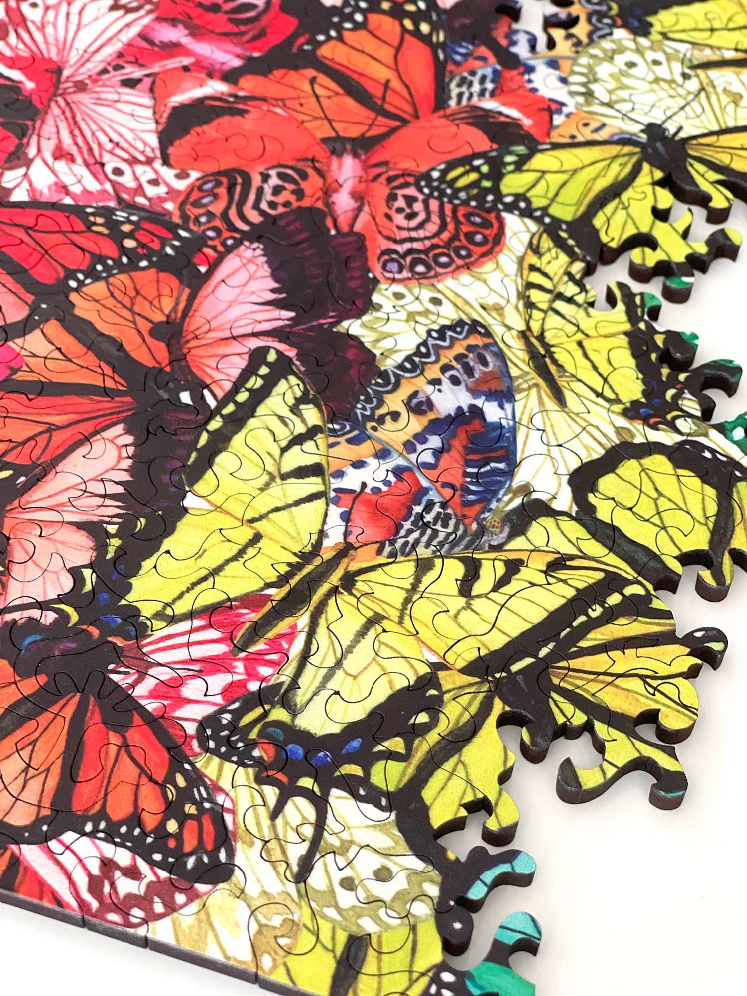 Rainbow Butterflies by Ceci New York